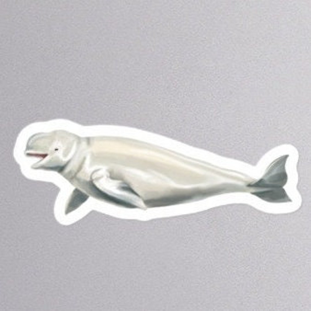 Beluga Whale Sticker - Etsy