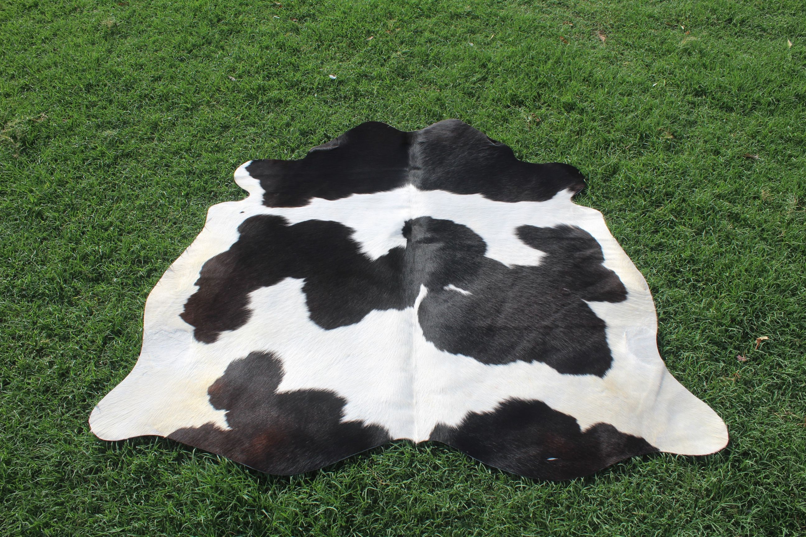 Amazing Black and White Cowhide Rug Brazilian Cow Hide Rug Cowhide ...
