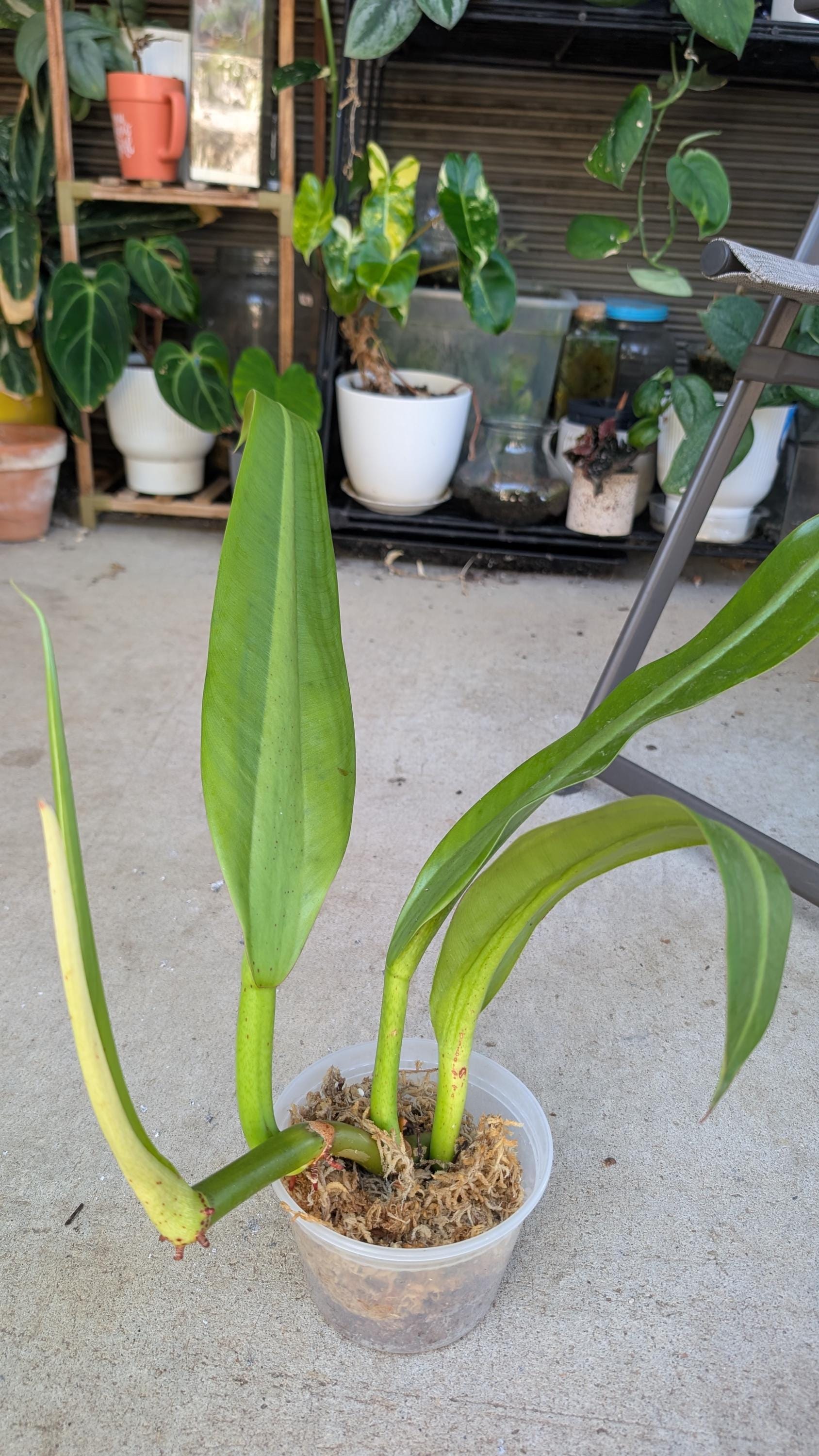 Philodendron Crassinervium - Etsy