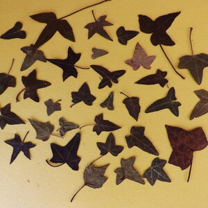 32 Pressed, Dry, Ivy Leaves, Candle Craft, Resin Craft, Scrapbooking, Card Making etc