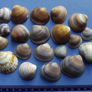 May include: A collection of 18 seashells with brown, white and yellow stripes. The shells are arranged in a random pattern on a blue surface.