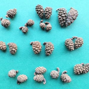 May include: A collection of small, brown, woody alder cones arranged in pairs and individual pieces. Each cone features a textured, scaly surface with a distinct, rounded shape. These natural botanical elements are scattered across the frame.