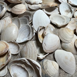 50 Mini Clam Shells | South Shore Long Island | Crafts | Ocean Decor | Coastal Theme | Natural Shells | Sea Shells | Crafting