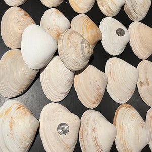 6 Extra Extra Large 5-6 inch Clam Shells | South Shore Long Island | Crafts | XXL Shells | Decoupage | Natural Seashells | Craft Seashells