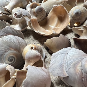 100 Mixed Size Broken Snail Shells | Crafting Sea Shells | Snail Shells | Long Island South Shore Shells | Cracked Snail Shells | Sea Shells