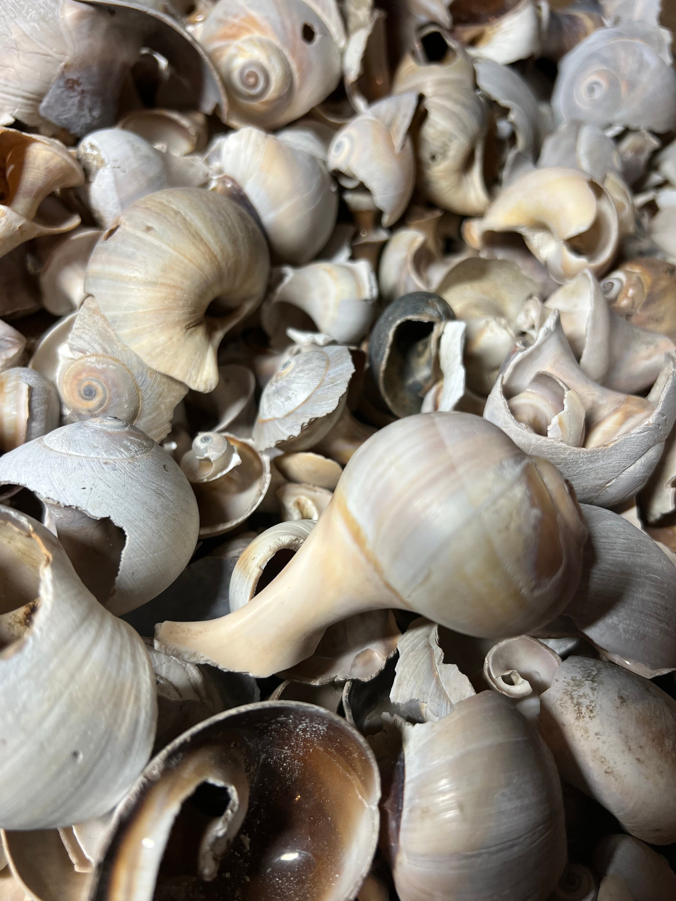 Master 100 Shells 100 Mixed Size Broken Snail Shells: Crafting Sea Shells - Etsy