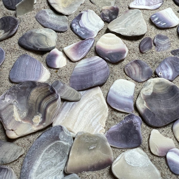 50 Purple Wampum Shell Pieces Assorted Sizes | Quahog Clam | Jewelry Supply | Natural Bulk Sea Shells | Craft Supplies | Pendants | Mosaics