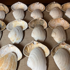 Eight(8) Four Inch Clam Shells | Long Island Shells | Natural Shells | 4 inch | Craft Shells | Decoupage | Seashells | Atlantic Ocean Clams
