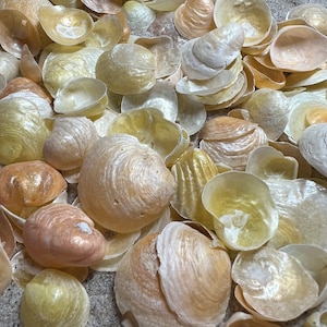 25 Bulk Jingle Shells | Sea Shell | Craft Shells | Beach Decor | Wedding Favor | New York Shells | Mermaids Toes | Long Island Shells
