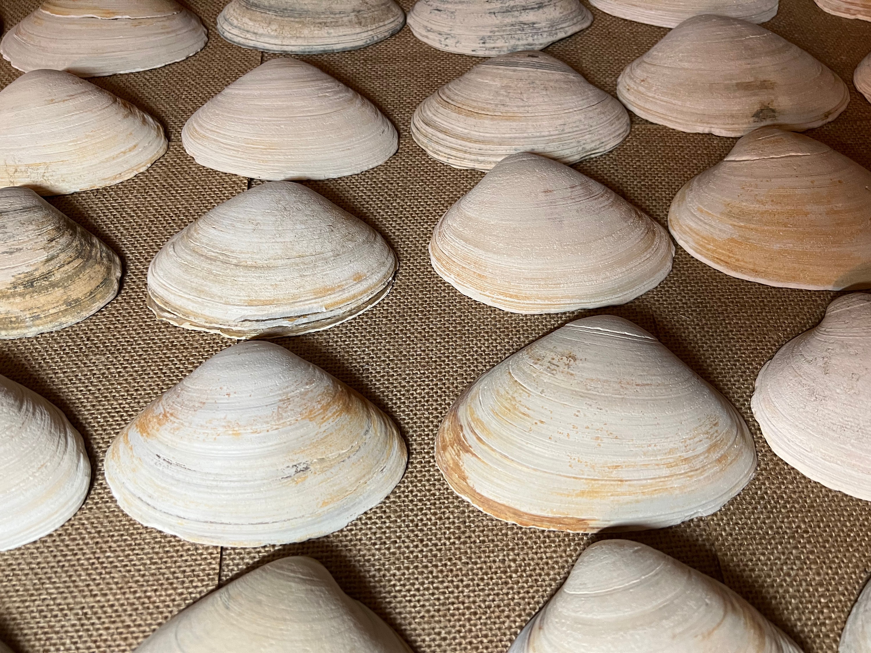 10 Large 3-4 Inch Clam Shells Long Island Decoupage Natural Seashells  Natural Shells Craft Seashells Seashells for Crafts 