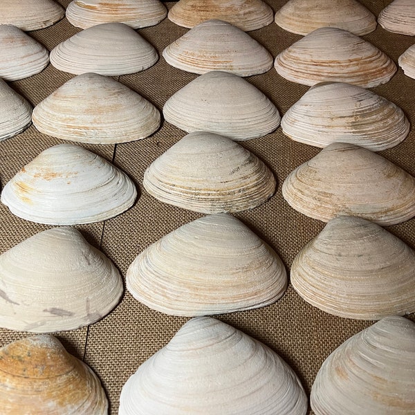 8 Extra Large 4-5 Inch Clam Shells | South Shore, Long Island | New York | XL Seashells | Ocean Decor | Natural Shells | Decoupage