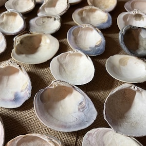 RESTOCKED! 10 Large Curled Clam Shells | 3-4 Inches | Crafts | Ocean Decor | Purple Shells | Natural Shells | Decoupage | Craft Shells