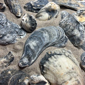 25 Oyster Shells | New York Oyster Shells | Ocean Tumbled | Surf Tumbled | Mixed Size Oyster Shells | Top Oyster Shell | Flat Oyster Shell
