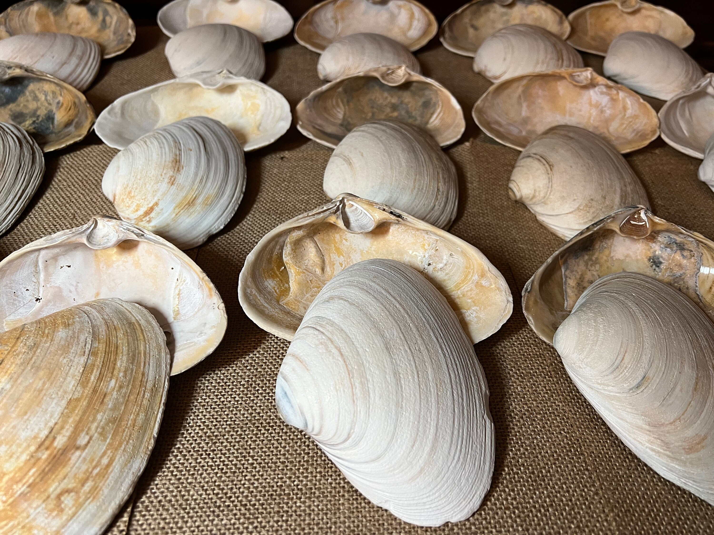 5 Jumbo 6 Inch Clam Shells | 6 Inch Seashells | Clam Shells for ...