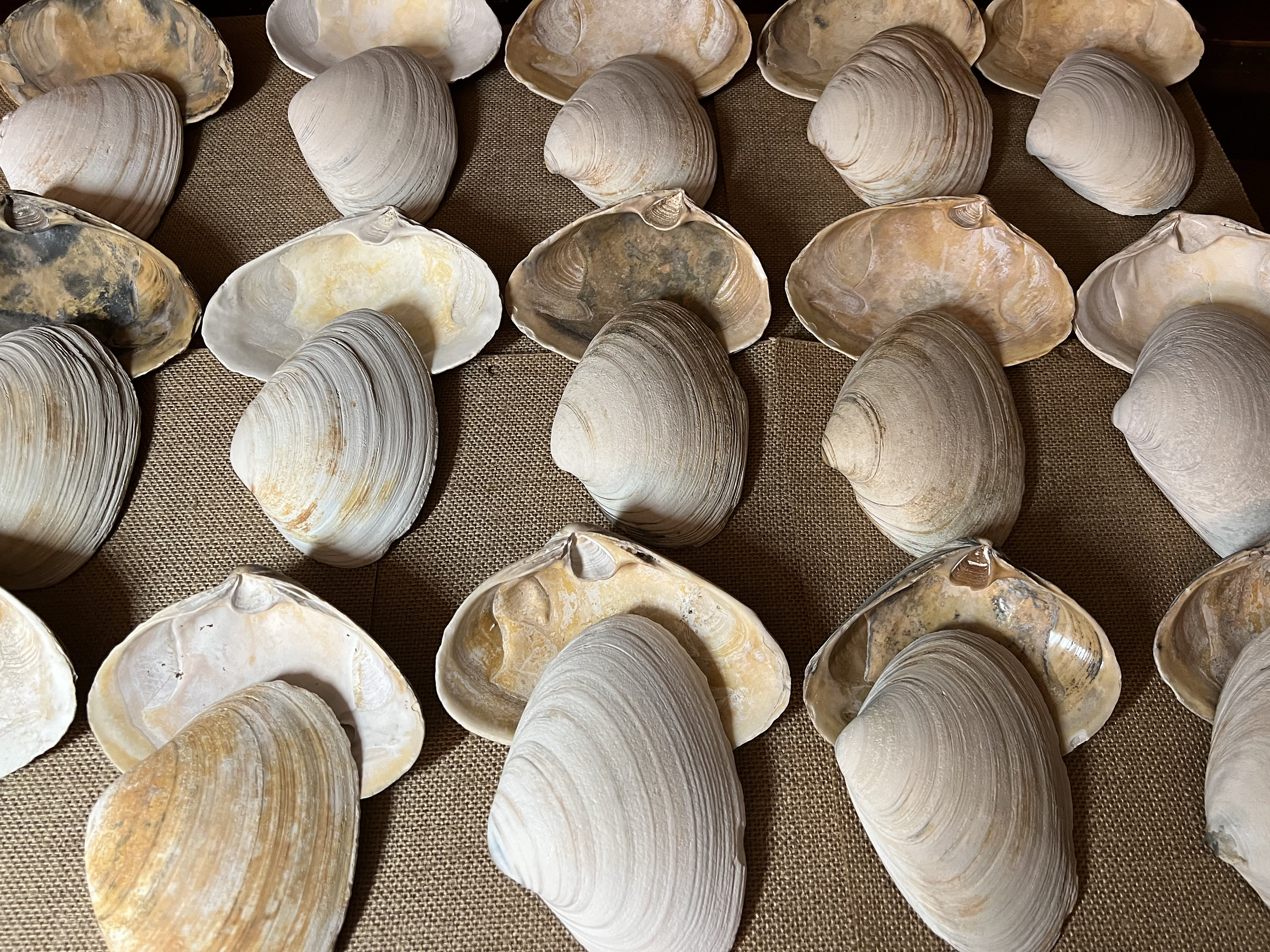 8 Extra Large 4-5 Inch Clam Shells South Shore, Long Island New York XL  Seashells Ocean Decor Natural Shells Decoupage 