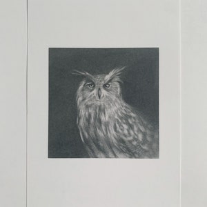 Kunstdruk van originele potloodtekening: een zachte tekening van een uil