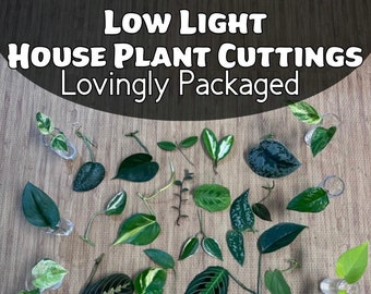 LOW LIGHT Plant Cuttings / House Plant Clippings for Water Propagation / Individually Wrapped and Labeled / No Repeats