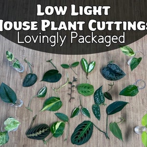 LOW LIGHT Plant Cuttings / House Plant Clippings for Water Propagation / Individually Wrapped and Labeled / No Repeats