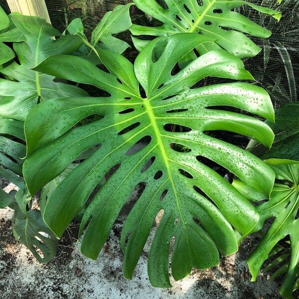 Monstera Deliciosa Starter Plant