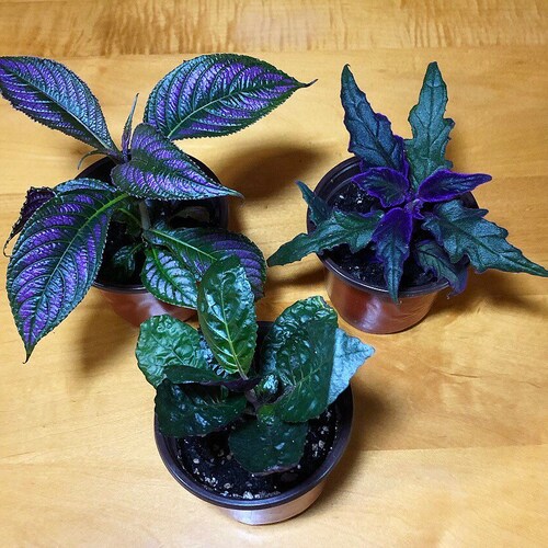 Purple & Metallic Pet Safe Plant Trio Peperomia Pilea Etsy