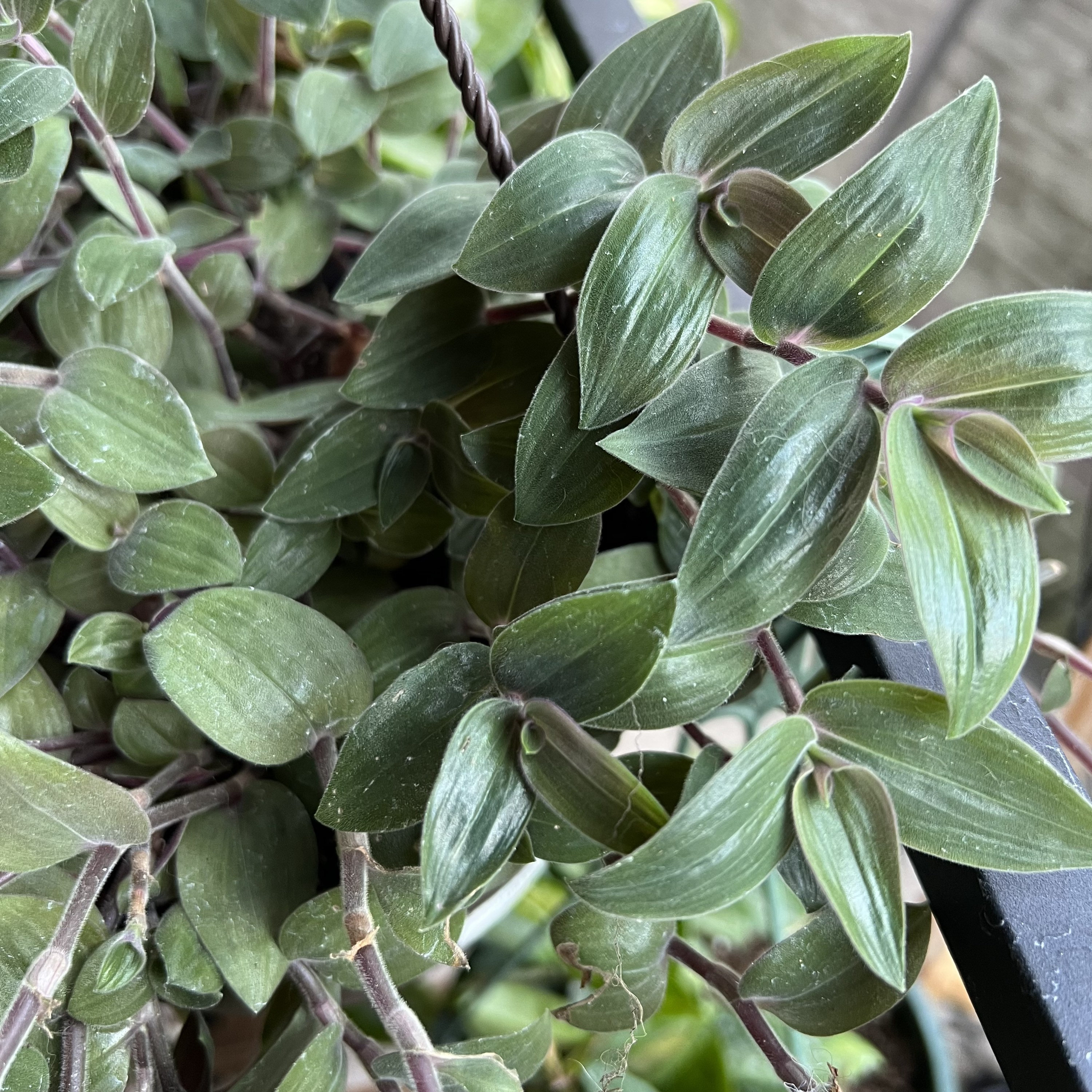 Baby Bunny Belly Plant