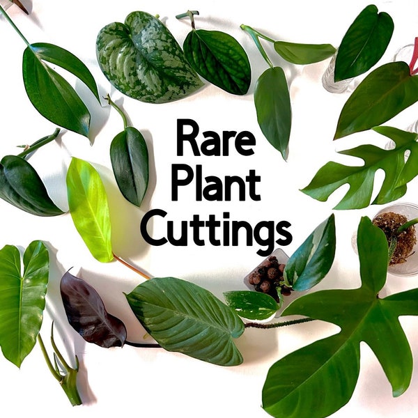 Rare House Plants Etsy