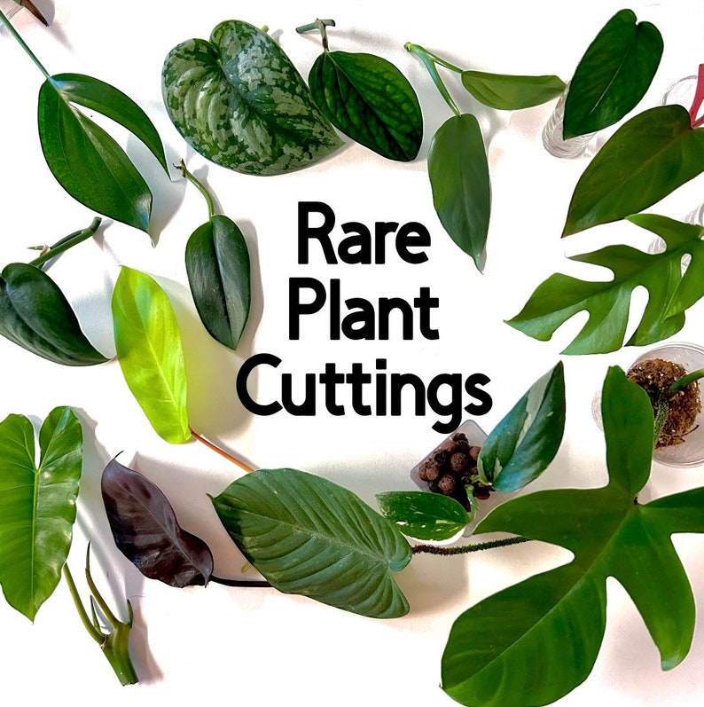 Rare Plant Cuttings for Propagation / Mystery House Plant Etsy