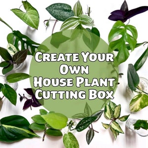 Plant Cutting for Propagation / House Plant Cuttings / Rare Plant Cuttings / Plant Clippings