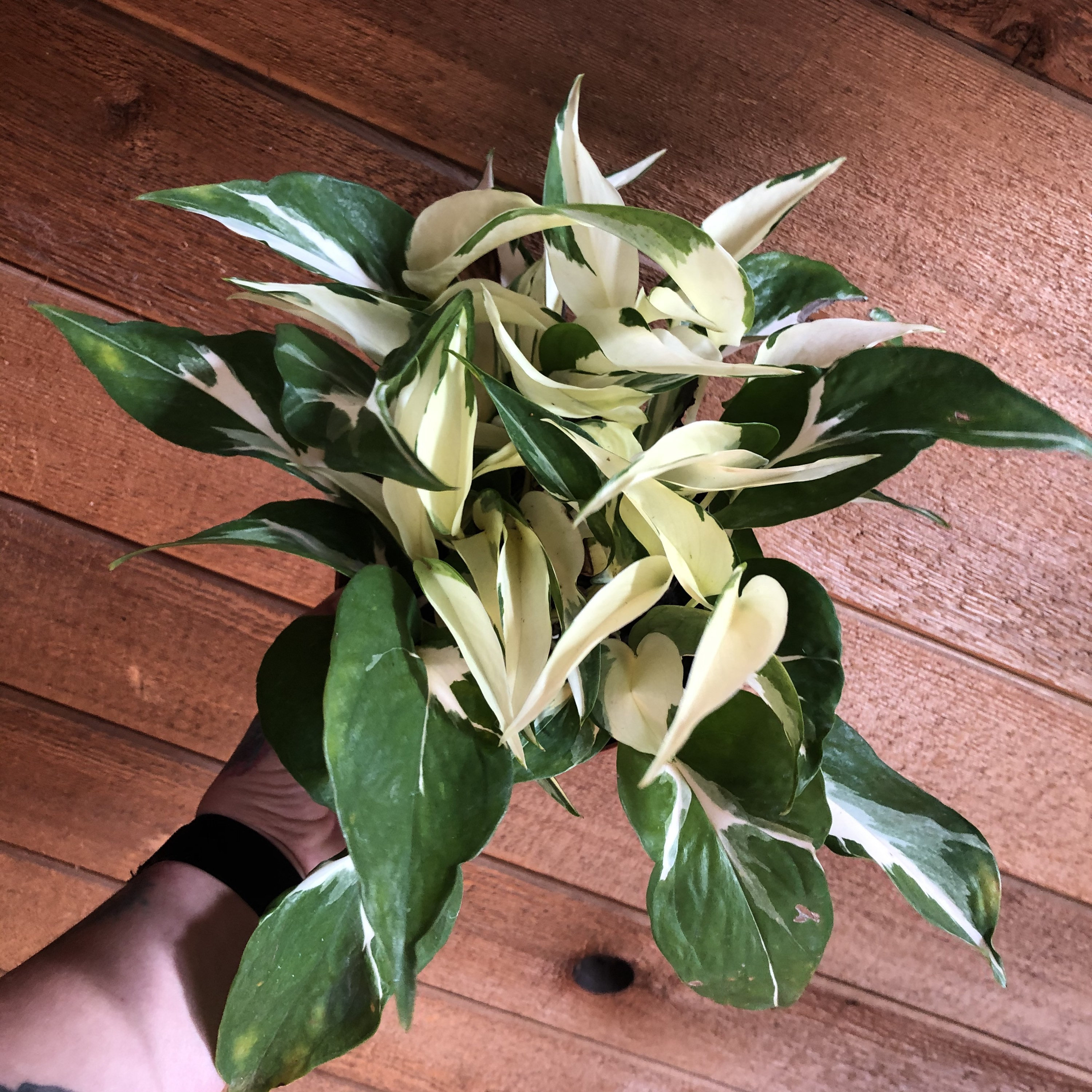Are Harlequin Pothos Real the Truth About This Unbelievably Rare Houseplant 