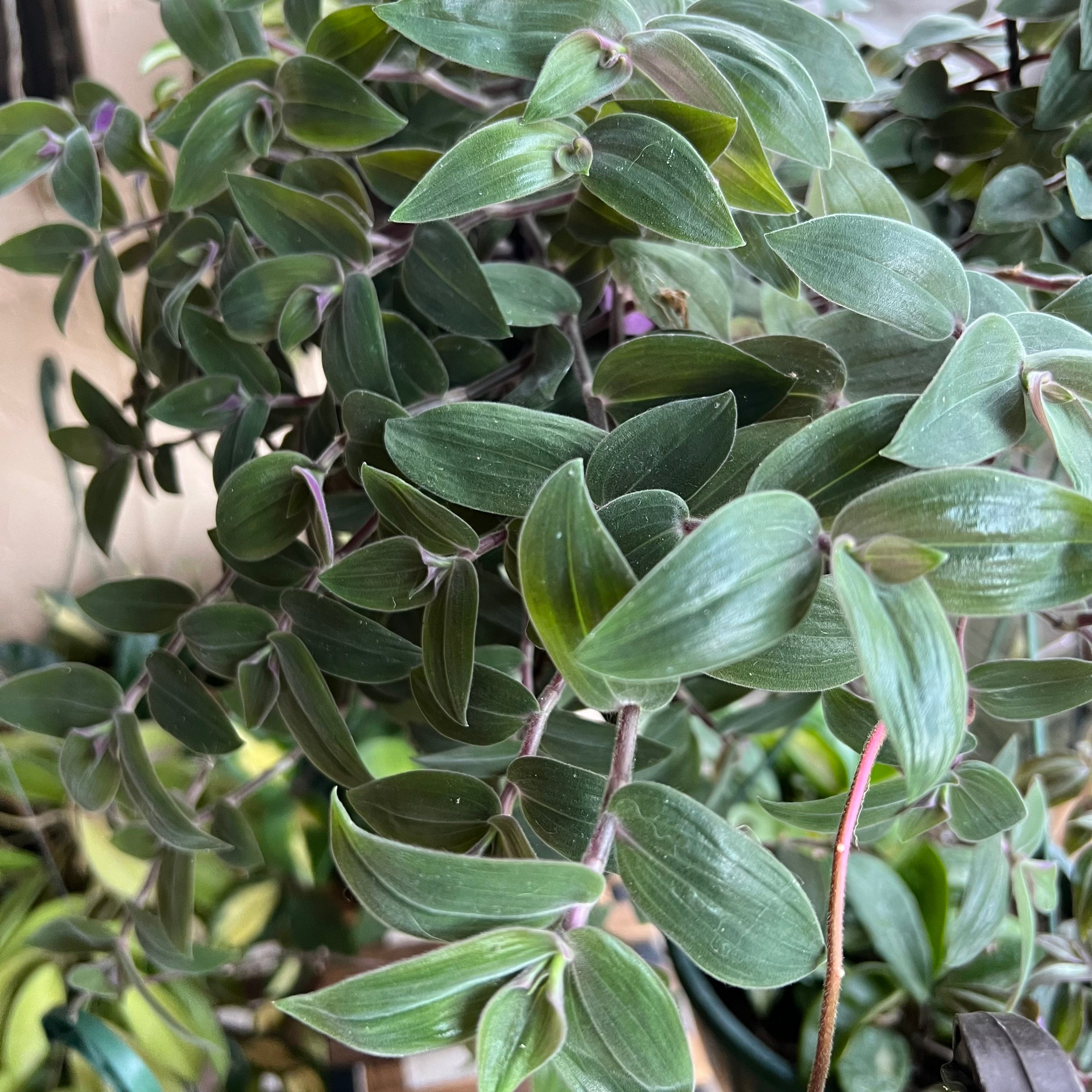 Baby bunny belly plant