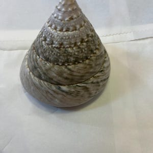 Trochus Shell Large Giant Pearl Shell Polished Display Piece Shop ...
