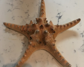 Real Starfish Giant Knobbly Starfish Dried Sea Star Giant Nodulated Starfish From Philippines
