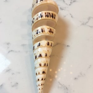 May include: A white seashell with brown stripes, spiraling into a cone shape.