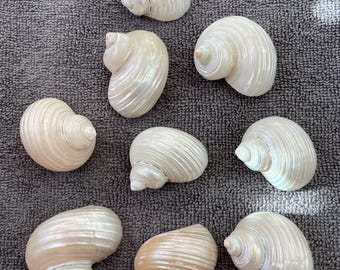 Turbo Silvermouth Shell Natural Polished Shell From Philippines Sea Shell Display Wedding Turban Shell