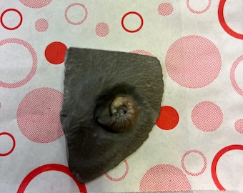 Fossil Ammonite Asteroceras Promicroceras Ammonite Rare With Calcite Mineral U.K. Fossil From Lyme Regis Somerset