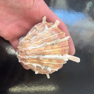 Spondylus Clam Shell Spiny Oyster Thorny Oyster Natural Pair Cleaned Sea Washed Sea Shell Rough Shell