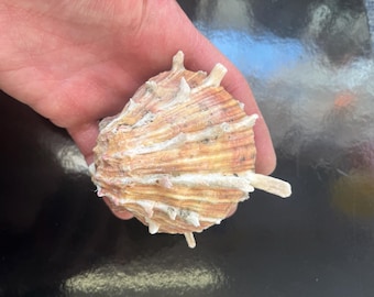 Coquille D'huître épineuse Rouge Et Orange - 5,5 Pouces - Mexique