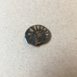 Ematite Ammonite Fossil Metà Healing Collector Fossil