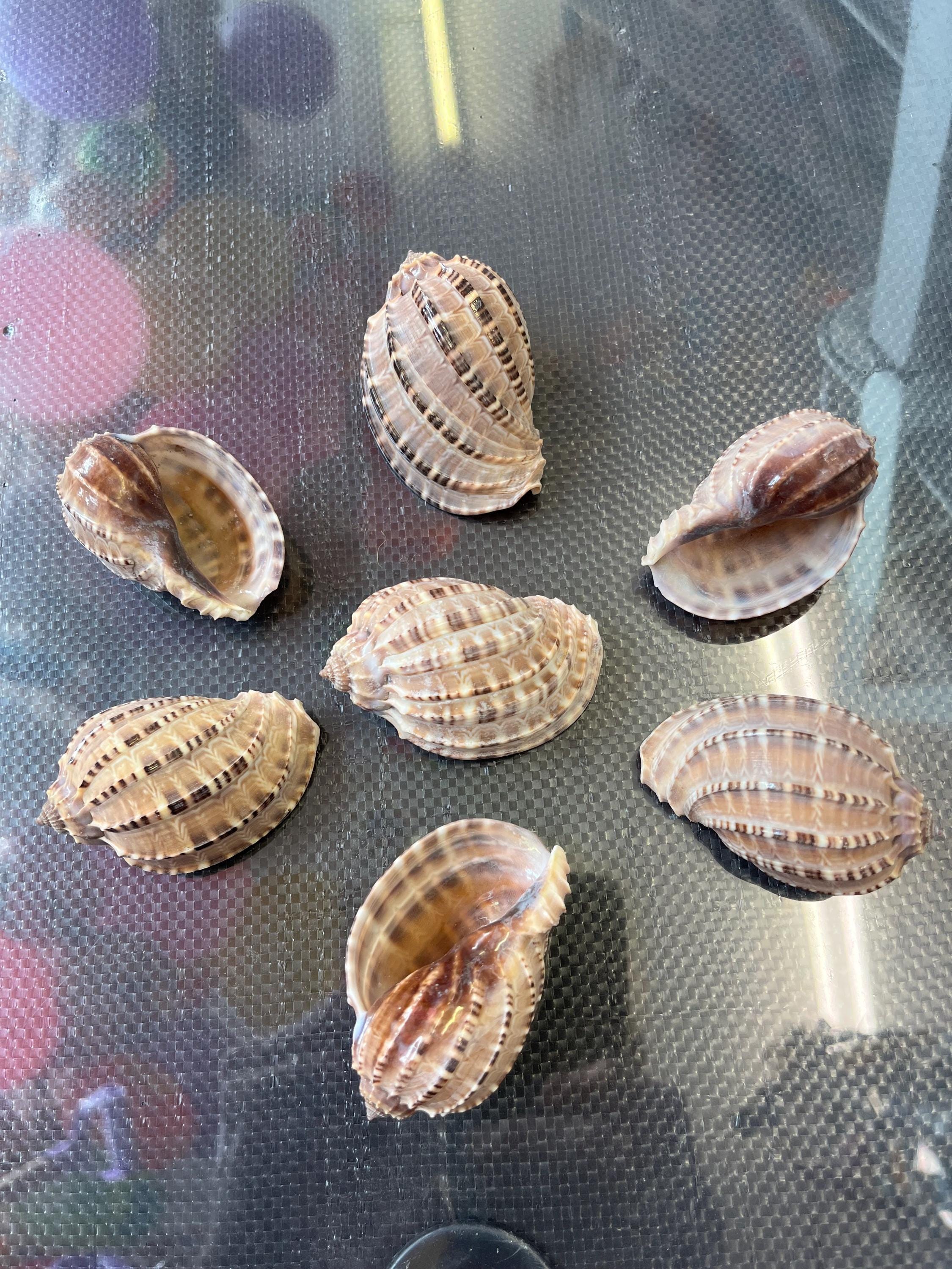Turtle Shell Harp Harpa Shell Natural Sea Shell From Philippines Harpa Articularis ...