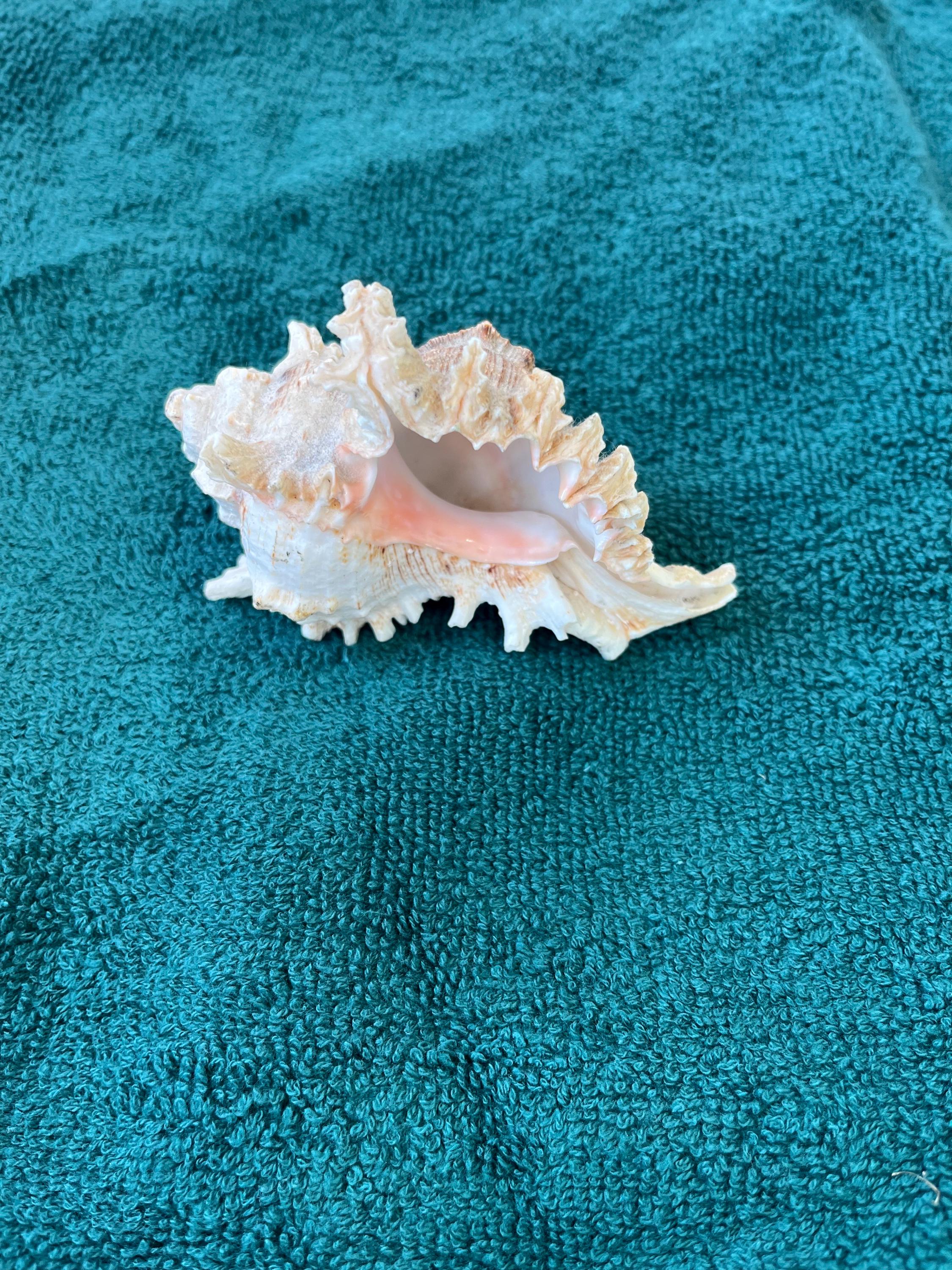 White Murex Shell Small Sea Shell Cleaned From Philippines Natural ...
