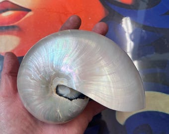 Nautilus Shell Pearl Chambered Nautilus Complete Shell Natural Mother Of Pearl Polished Display Interior Design Display Piece Shop Display