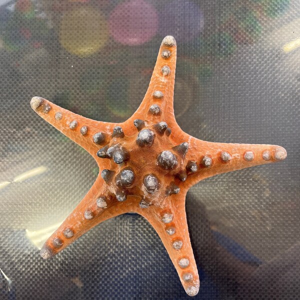 Real Starfish Knobbly Starfish Dried Sea Star Giant Nodulated Starfish From Philippines