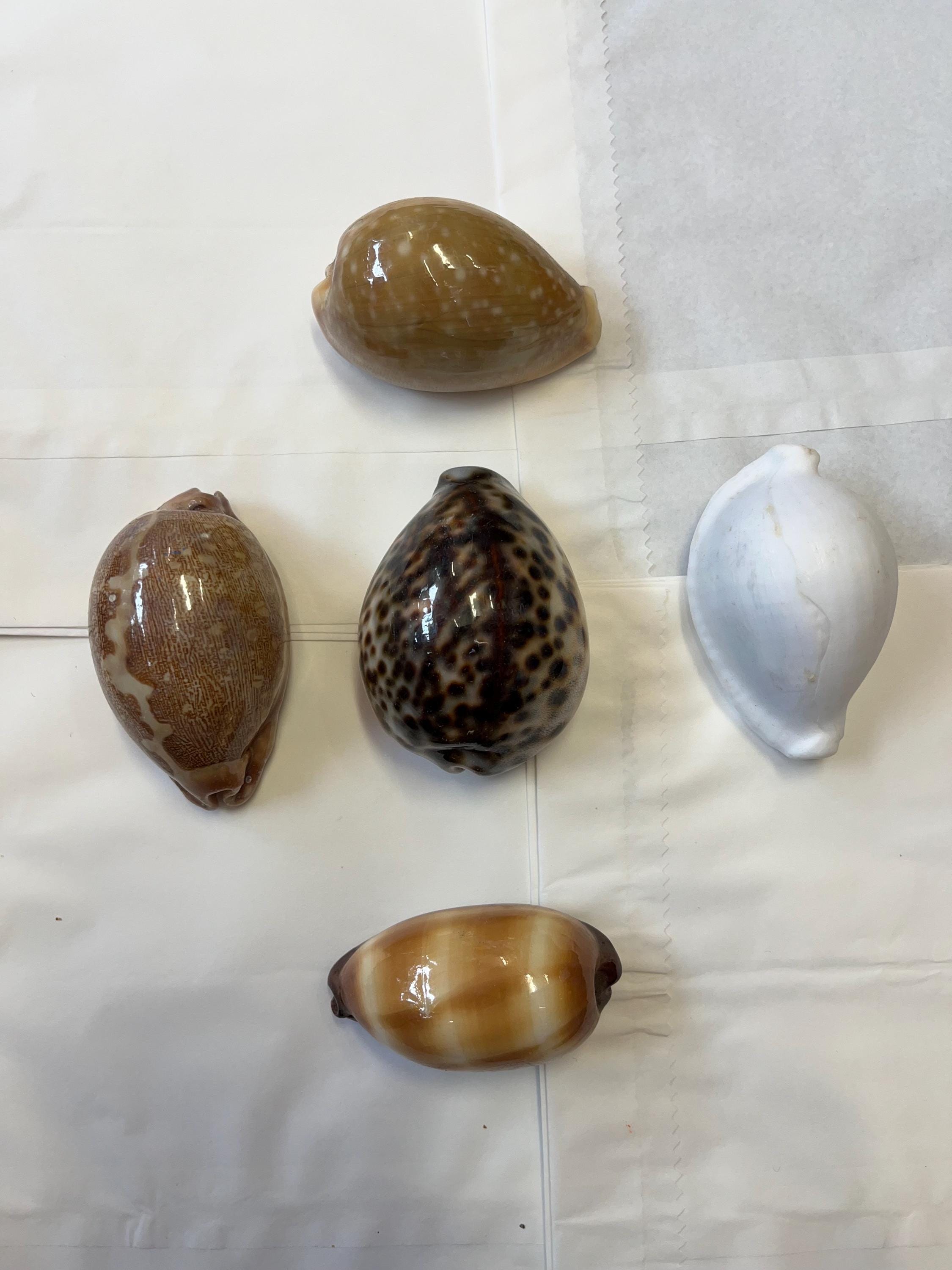 タカラガイの貝殻コレクション 磨き上げられたセレクション 貝殻