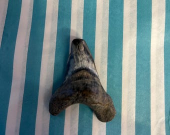 Fossil Shark Tooth Otodus obliquus Fossil Shark Tooth Makeral Shark Found In Isle Of Sheppey Kent UK Fossil 3/4 tooth