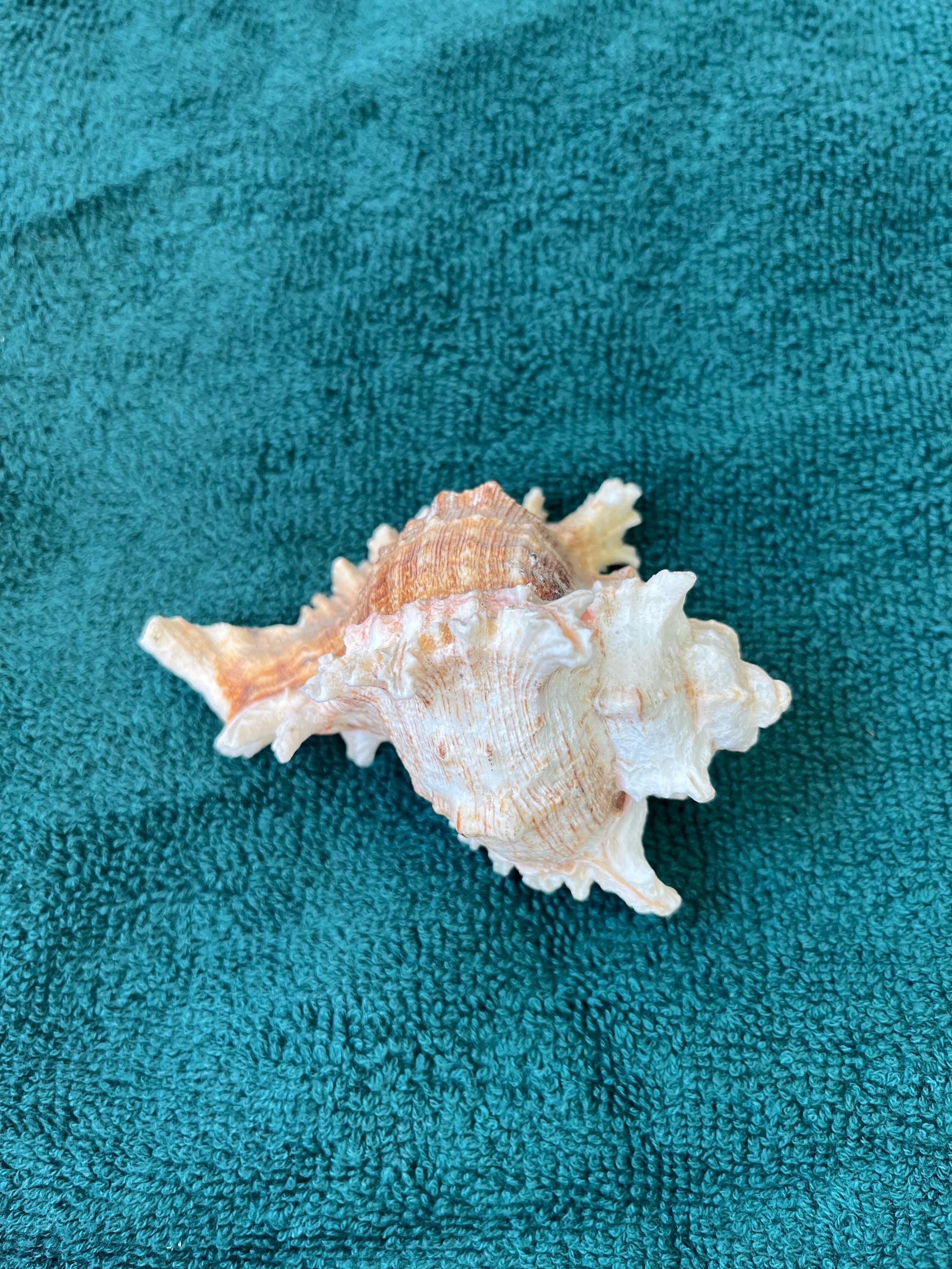 White Murex Shell Small Sea Shell Cleaned From Philippines Natural ...