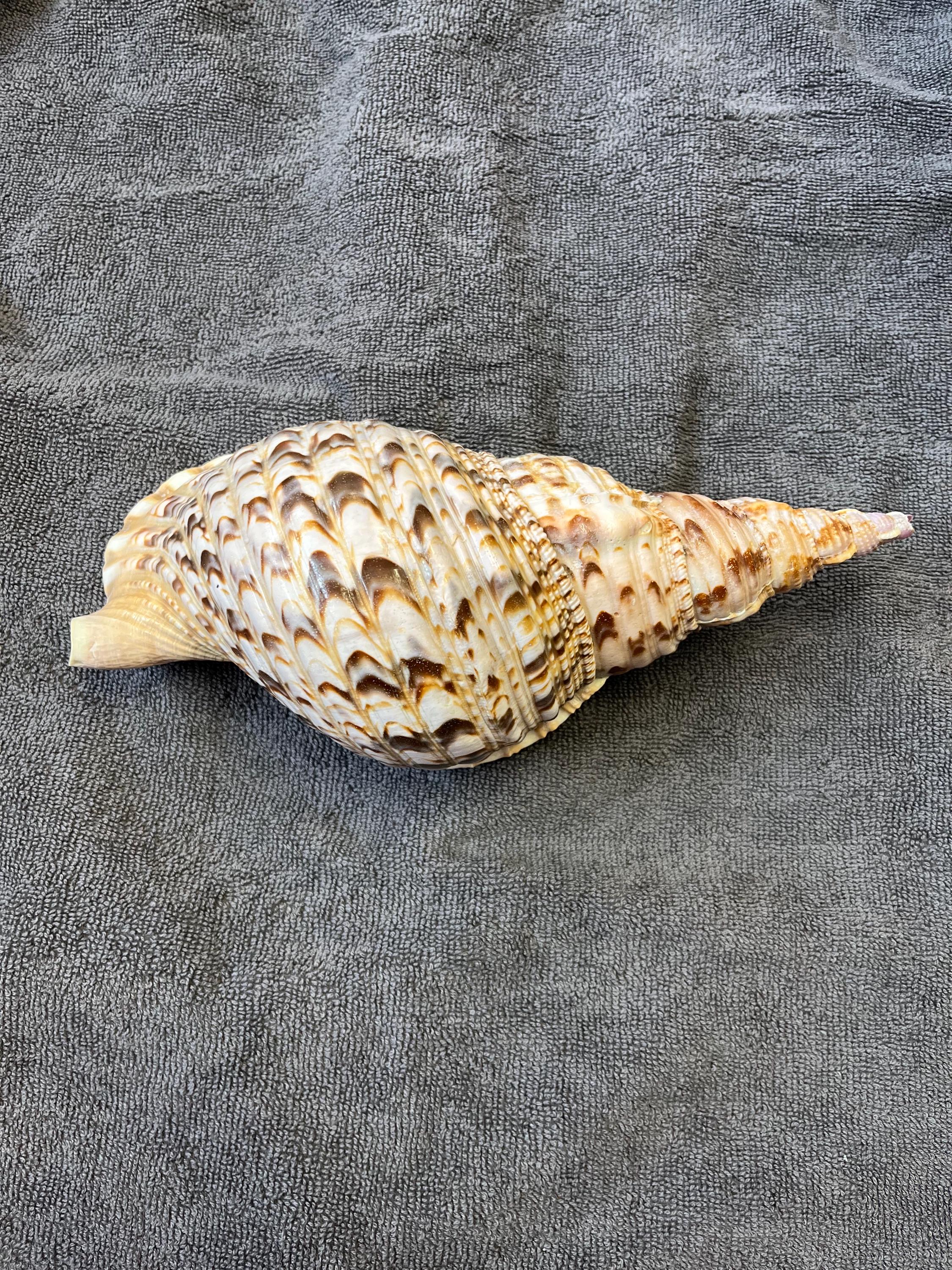 Trition Shell Trumpet Triton Shell Charonia Tritonis Natural Rare Antique Sea Shell ...