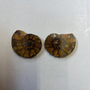 Fossile di ammonite ematite, semi-guarigione, da collezione, proveniente dal Marocco, tagliato e lucidato.
