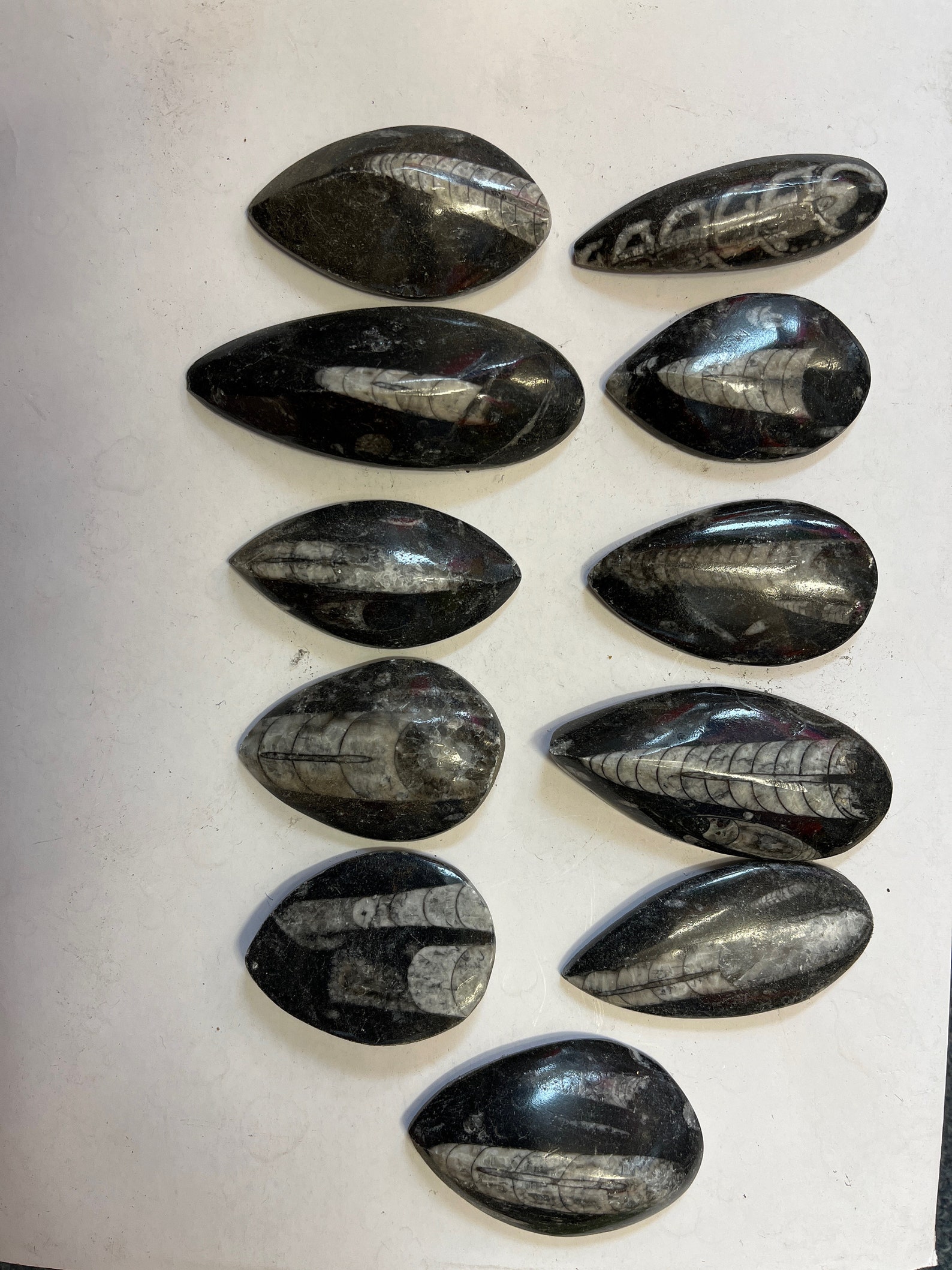 Squid Rocks Orthoceras Fossil Squid Display Piece Rock Fossil Squid From Morocco - Etsy