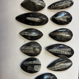 Orthoceras Fossiler Tintenfisch Schaustück Fossiler Tintenfisch aus Marokko