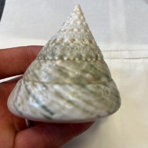 Trochus Shell Large Giant Pearl Shell Polished Display Piece Shop ...